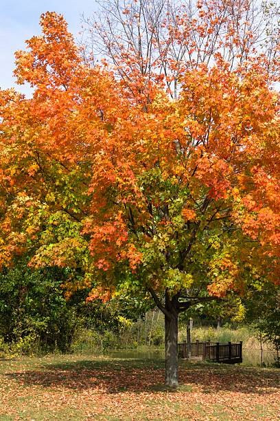 istock Changing Autumn Colors in Michigan 492918254