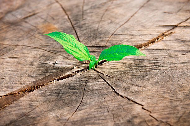 istock new tree growing out of the dead wood 492919070