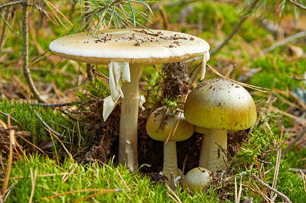 패밀리 데인저러스 amanita phalloides - moss fungus mushroom plant 뉴스 사진 이미지
