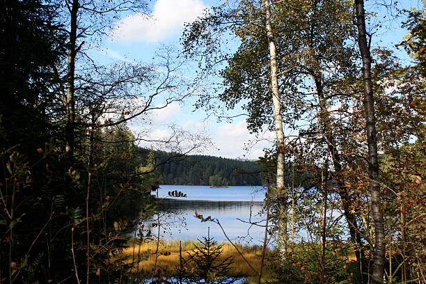 Norwegian forest view Lake and forest landscape in Norway norway autumn oslo tree stock pictures, royalty-free photos & images