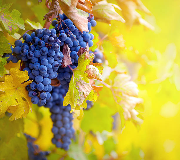 istock Branch of red wine grapes 492920658