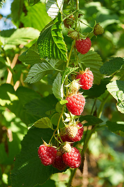 istock Big red ripe juicy raspberries 492932744