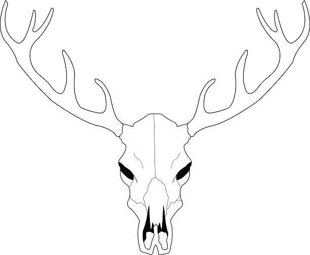 디어 스컬 라인아트 벡터 일러스트 - antler stag deer animal skull stock illustrations