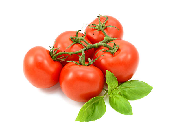istock Tomatoes on the vine with fresh basil leaves 492934748