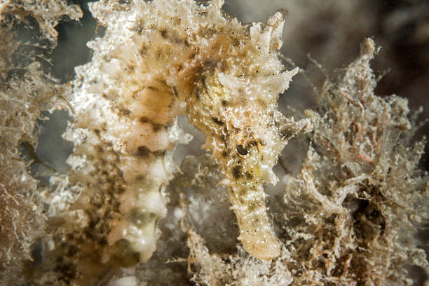 istock Common Hippocampus - Byron Cave - Portovenere 492936072