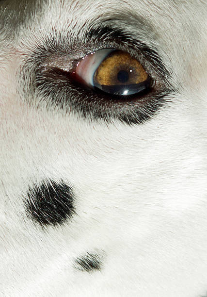 white dog close-up