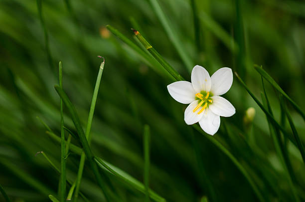 istock white flowers and meadow 492937466