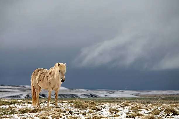 icelandhorse on a plateau in iceland, dark clouds