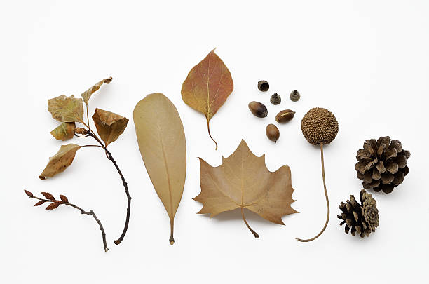istock Various winter leaves and seeds on the white background. 492937864