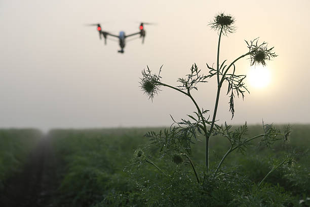 drone over plantation stock photo