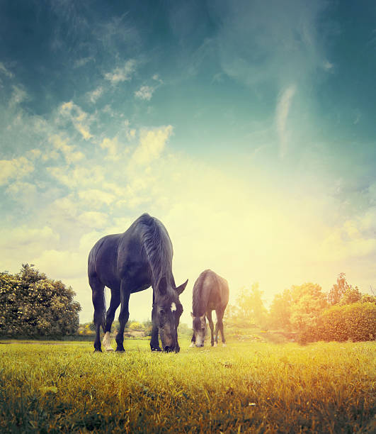 Horses grazing in autumn meadow on background of  sky Horses grazing in autumn meadow on background of trees and sky, toned landscape nature plant animal stock pictures, royalty-free photos & images