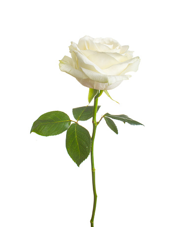 single beautiful white rose isolated  background