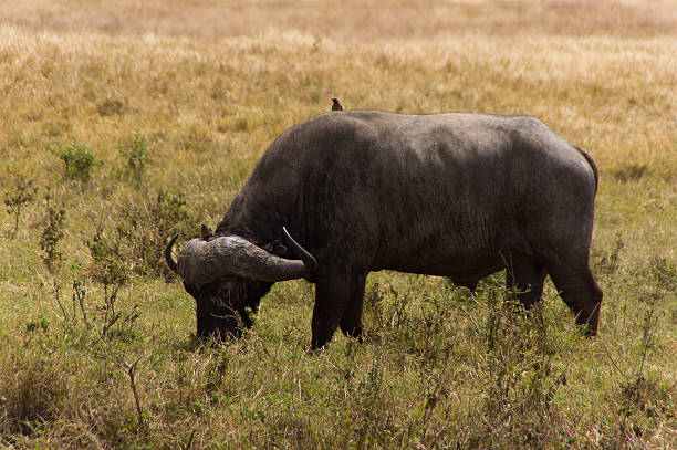 Buffalo Essen – Foto