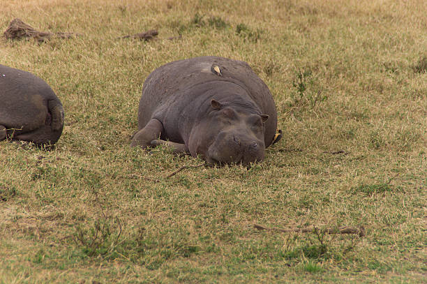 Hippo – Foto