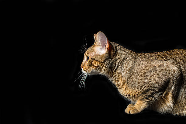 istock Studio portrait of bengal cat isolated on black background 492941388