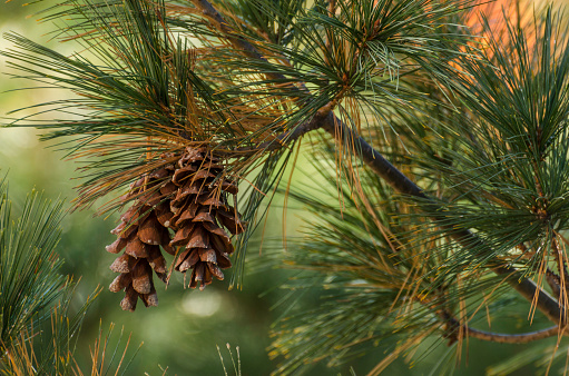 Beautiful pine cones with blank space