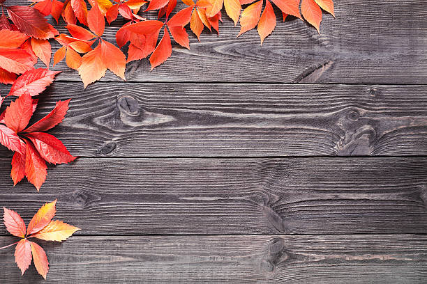 fondo de madera con hojas de wild uvas. - parthenos fotografías e imágenes de stock