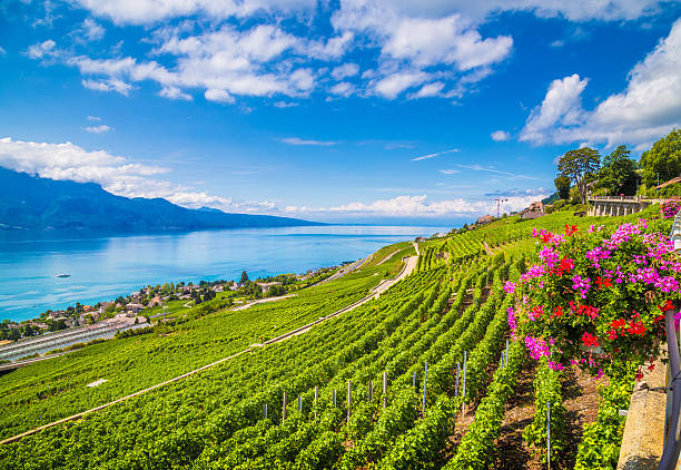 Lavaux wine region at Lake Geneva, Switzerland Beautiful scenery with vineyard terraces in famous Lavaux wine region, UNESCO World Heritage Site since 2007, overlooking the northern shores of Lake Geneva, Canton of Vaud, Switzerland. montreux photos stock pictures, royalty-free photos & images