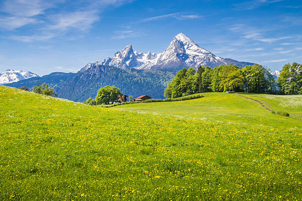 sielankowy krajobraz w alpach z zielone łąki i kwiaty - european alps germany landscaped spring zdjęcia i obrazy z banku zdjęć