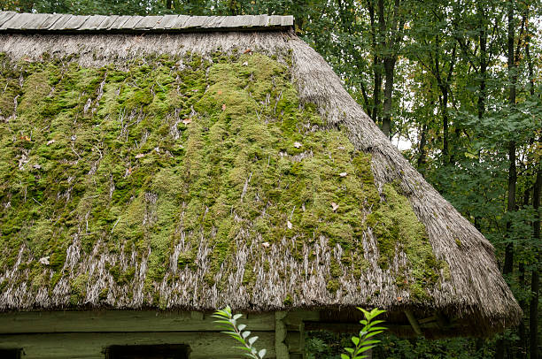 antiga casa de madeira branca com telhado de palha, cobertos de musgos na floresta - forest hut window autumn - fotografias e filmes do acervo