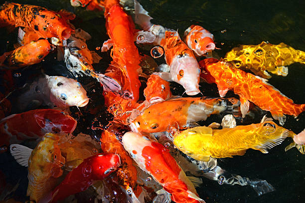 istock Diverse group of Japanese Koi swim 492943968