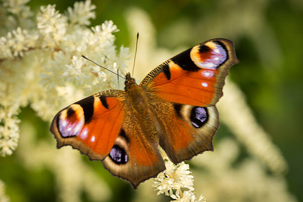 istock European Peacock butterfly 492944096
