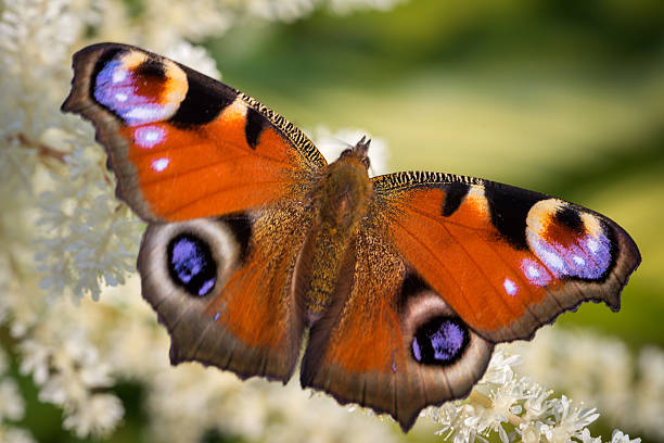 istock European Peacock butterfly 492944144