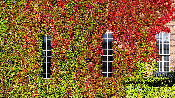 istock green wall horizontal at Cityhall 492944474