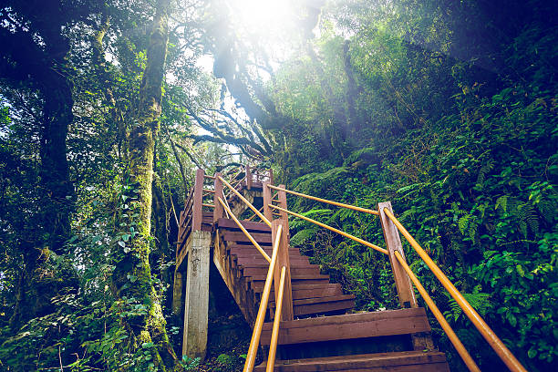 istock Old wooden stairs 492944972