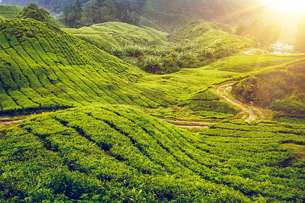 istock Tea plantation in Malaysia 492945000