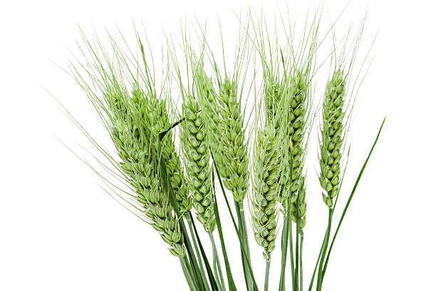 istock green ears of wheat 492946024