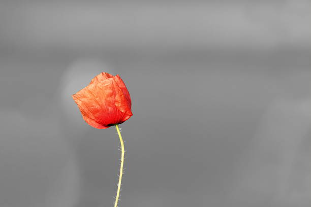 istock abstract vivid poppy flower over black and white background 492946028