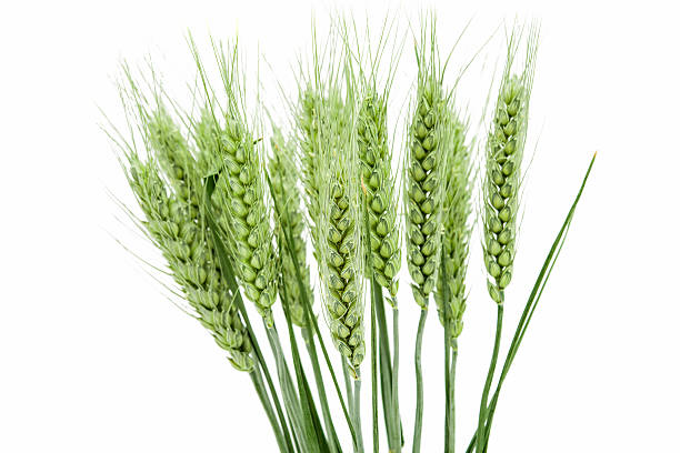 istock green ears of wheat 492946140