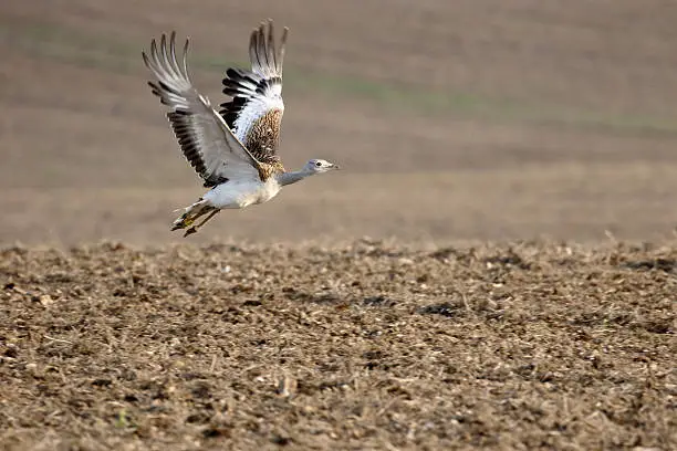 Great bustard, Otis tarda, single bird in flight, Wiltshire, October 2015