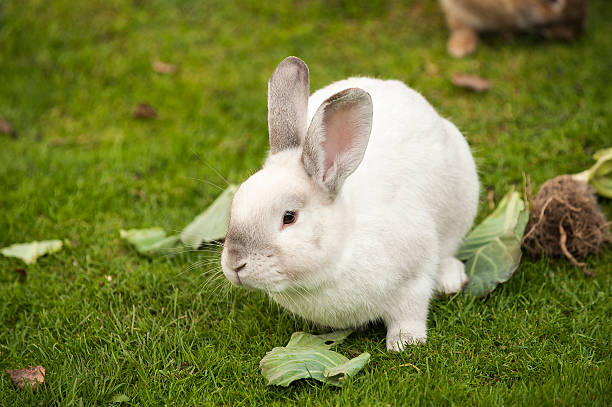 White Rabbits stock photo