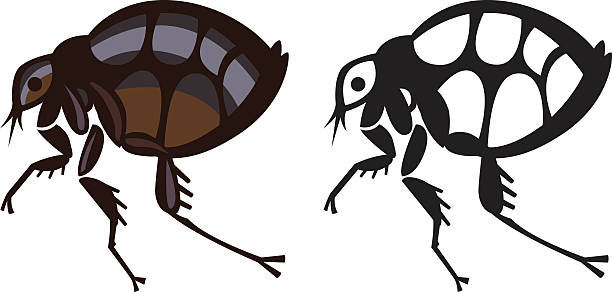 ilustraciones, imágenes clip art, dibujos animados e iconos de stock de pulga casa insecto parásito de ilustración vectorial - vile