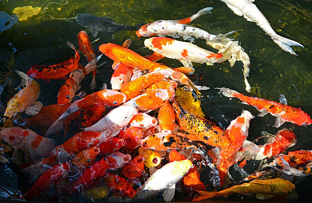 istock Diverse group of Japanese Koi swim 492956842