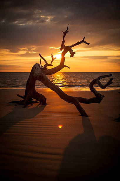 lever du soleil sur l'île de jekyll, du bois flotté beach - driftwood wood water sunrise photos et images de collection