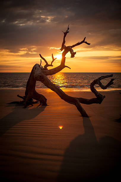 istock Sunrise on Jekyll Island's Driftwood Beach 492957866