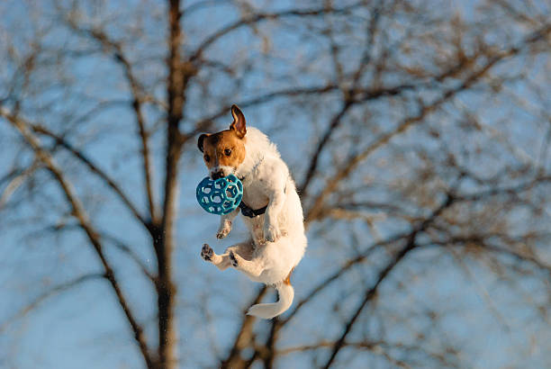 Jack Russell Terrier on blue background