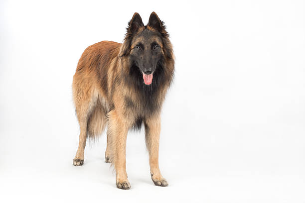Belgian Shepherd Tervuren Dog standing, isolated on white background