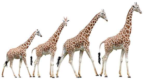 Giraffes in various poses isolated on white with clipping path