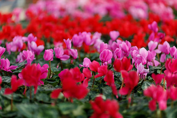 istock Flowers in a greenhouse 492959596