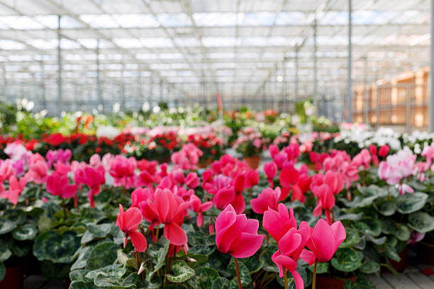 istock Flowers in greenhouse 492960554