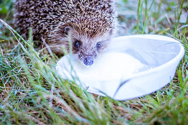 istock hedgehog and milk in grass 492960706