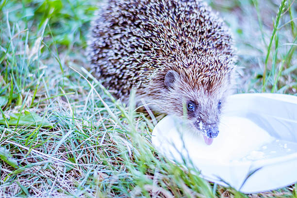 istock hedgehog and milk in grass 492960726