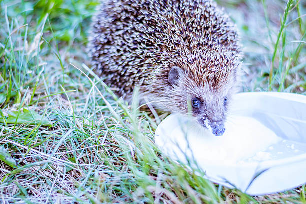 istock hedgehog and milk in grass 492960736