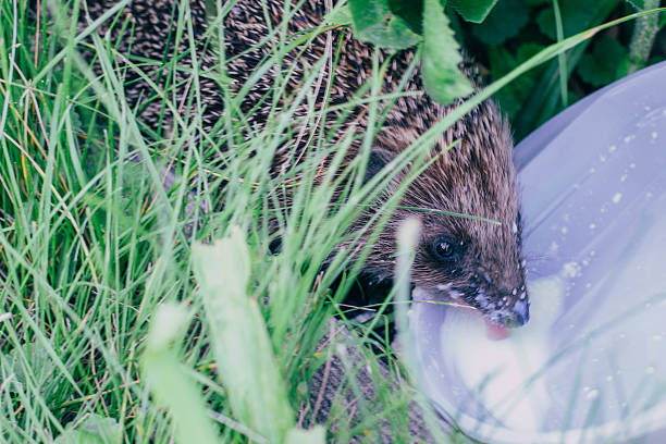 istock hedgehog and milk in grass 492960746