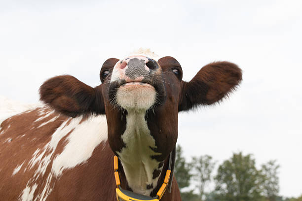 istock closeup of cow 492961590