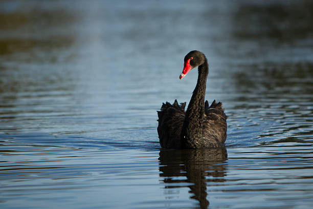 cigno nero - black swan foto e immagini stock